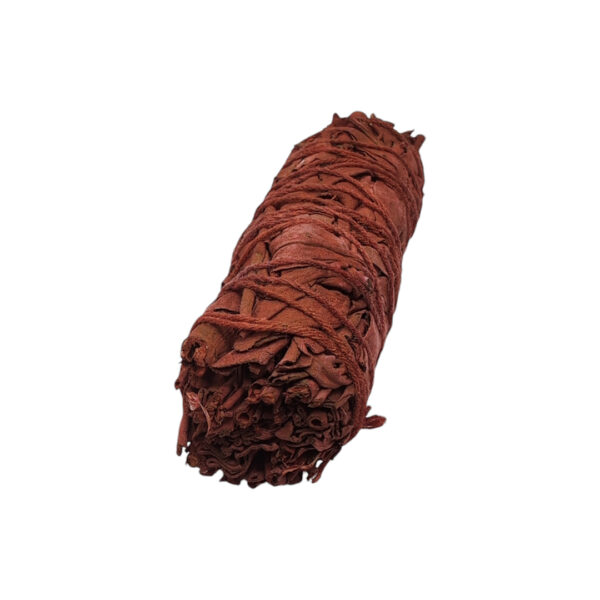 Sauge sang de dragon (Fagot 10cm) – Image 5
