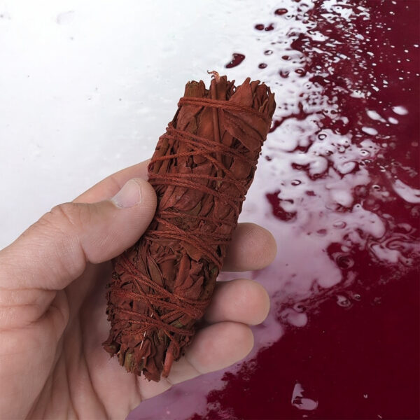 Sauge sang de dragon (Fagot 10cm)